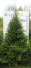 Egle 2HB4, garums 2.75m