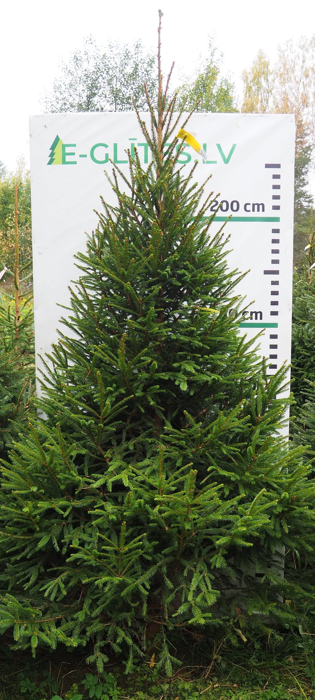 Egle 2HB4, garums 2.75m