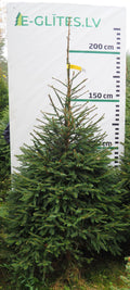 Egle 2HB7, garums 2.25m