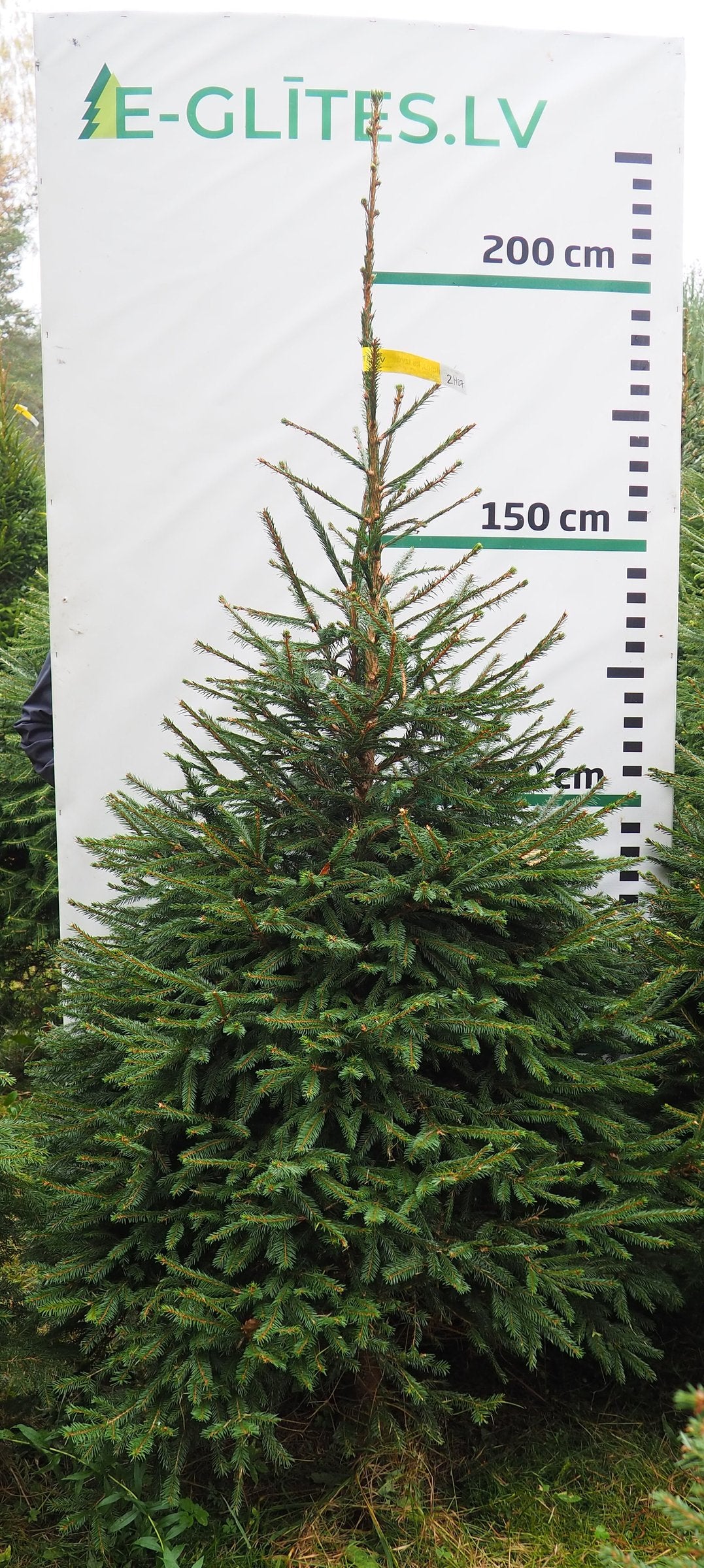 Egle 2HB7, garums 2.25m