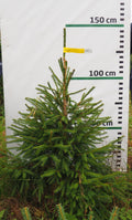 Egle 2J1, garums 1.25m