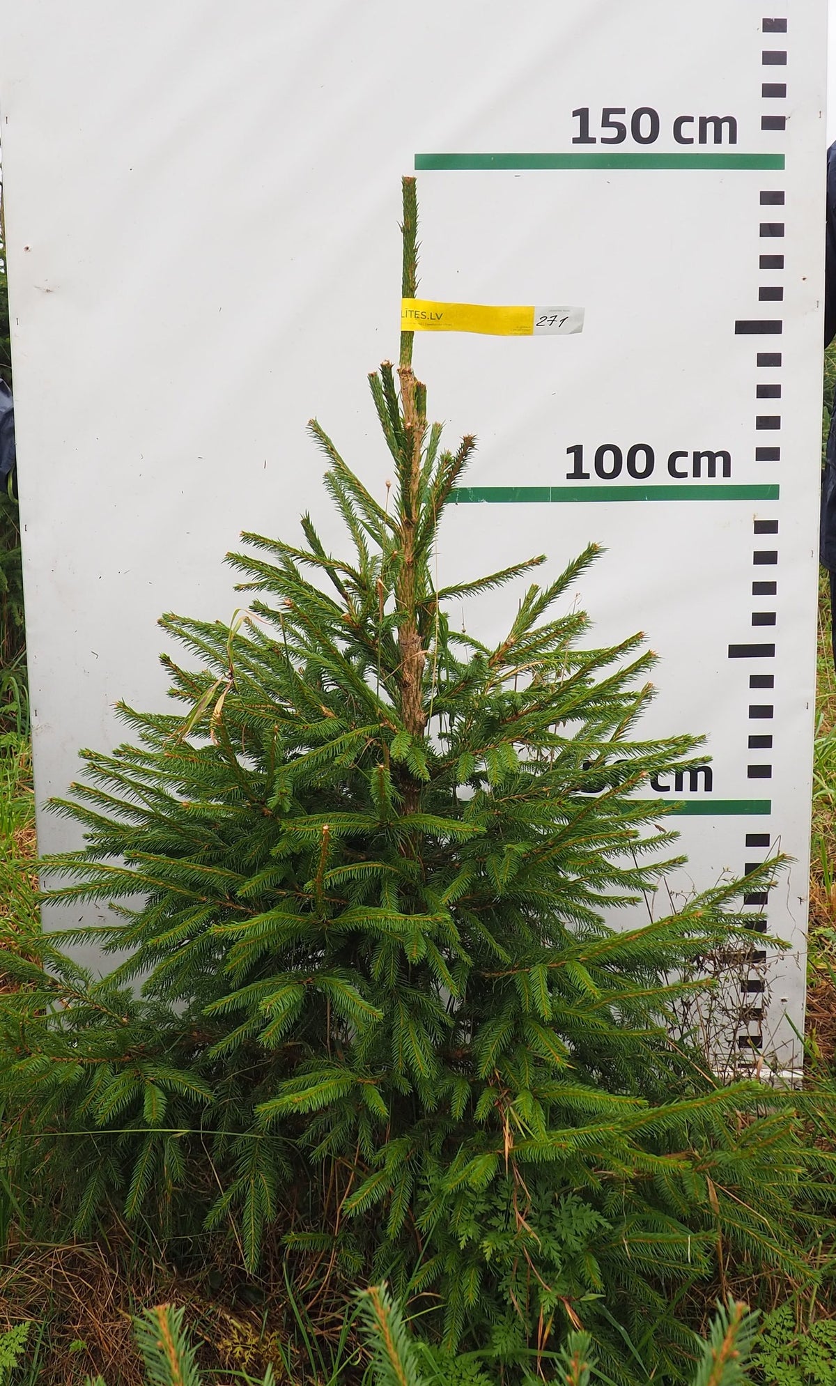 Egle 2J1, garums 1.25m