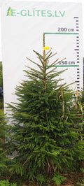 Egle 2J2, garums 1.75m