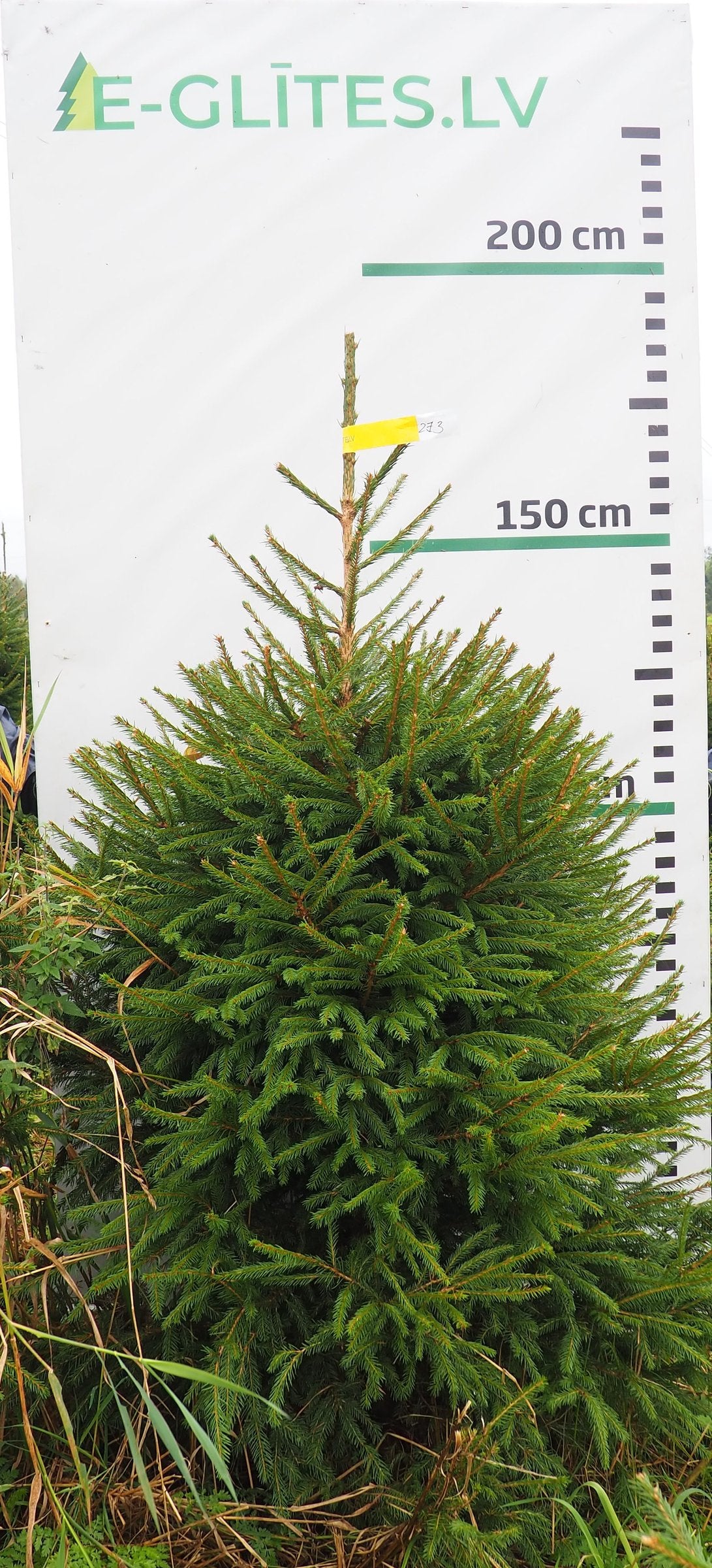 Egle 2J3, garums 1.75m