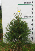 Egle 2J4, garums 1.25m