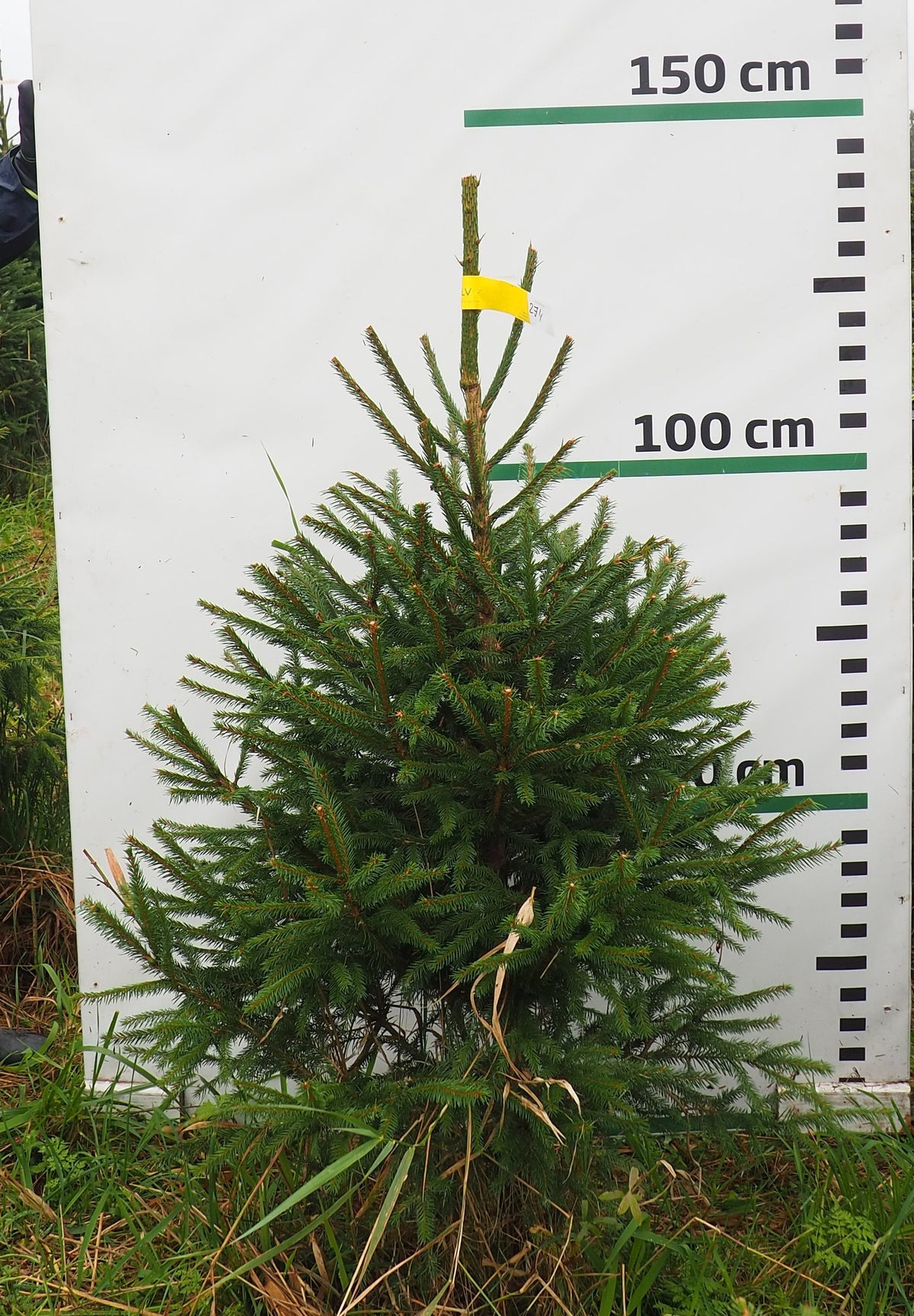 Egle 2J4, garums 1.25m