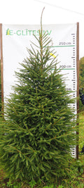 Egle 2K10, garums 3.00m