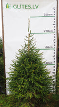 Egle 2K11, garums 2.25m