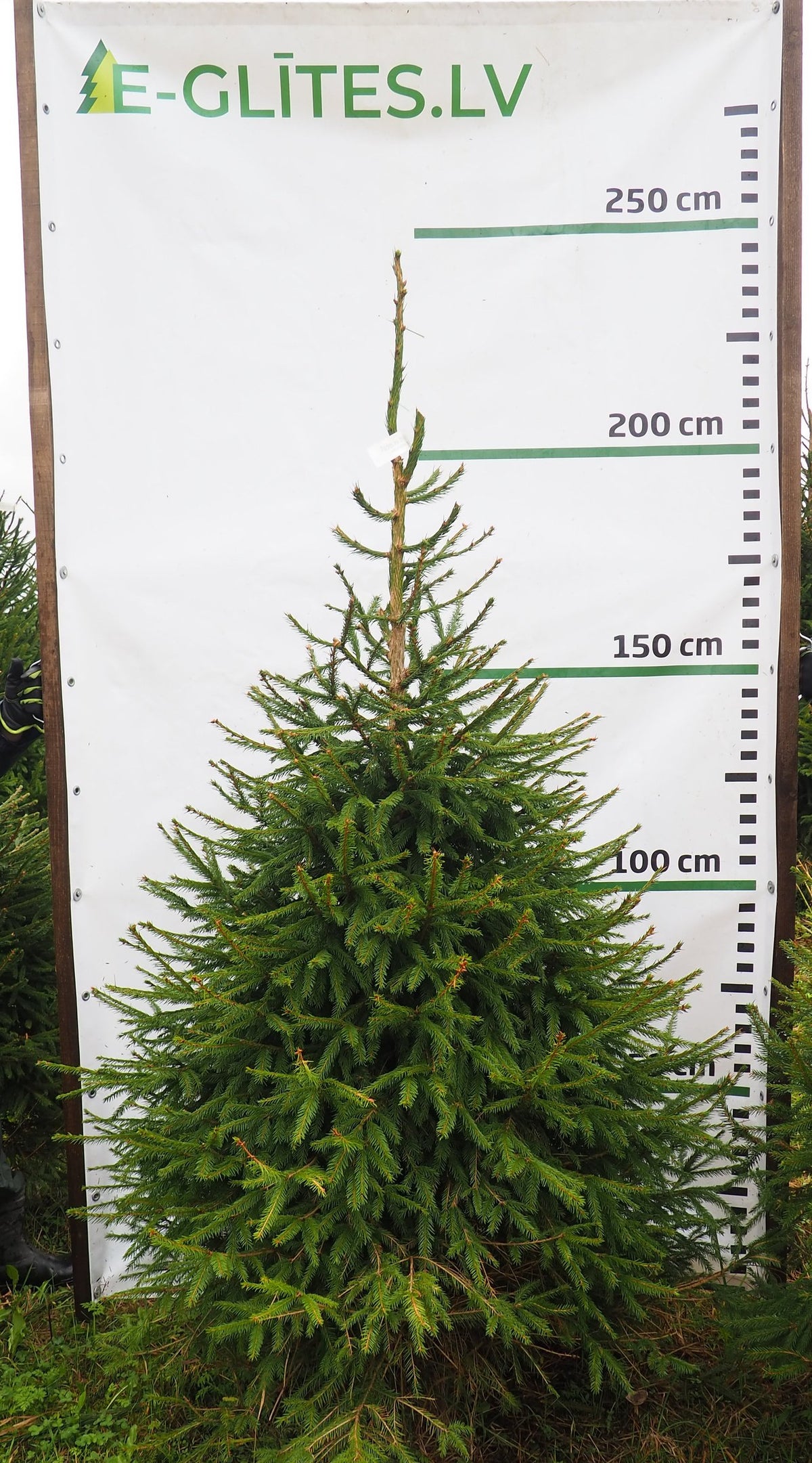 Egle 2K11, garums 2.25m