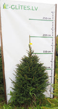 Egle 2K14, garums 1.75m