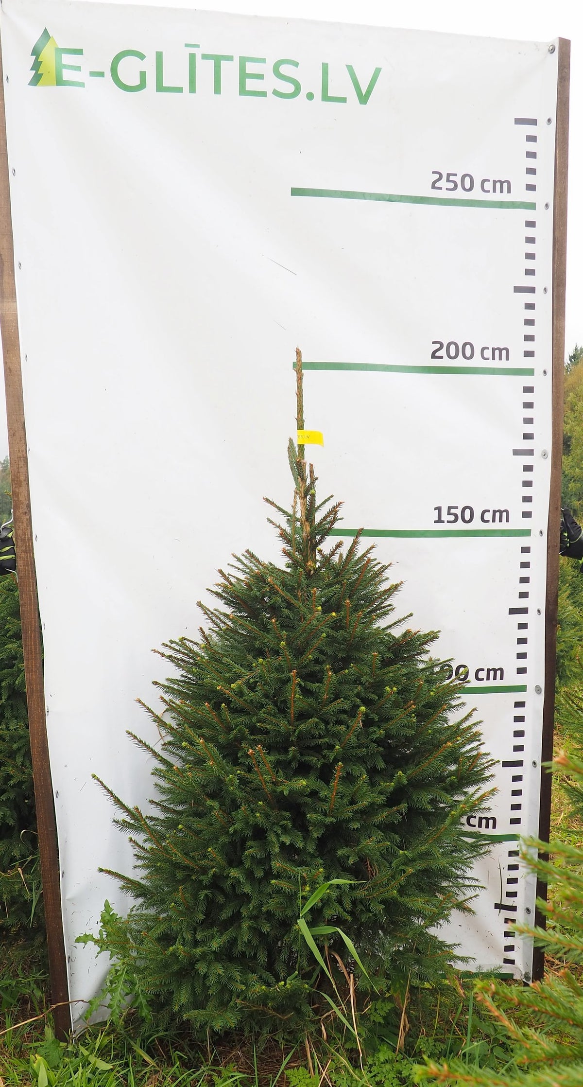 Egle 2K14, garums 1.75m