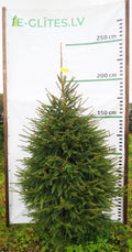 Egle 2K1, garums 2.00m
