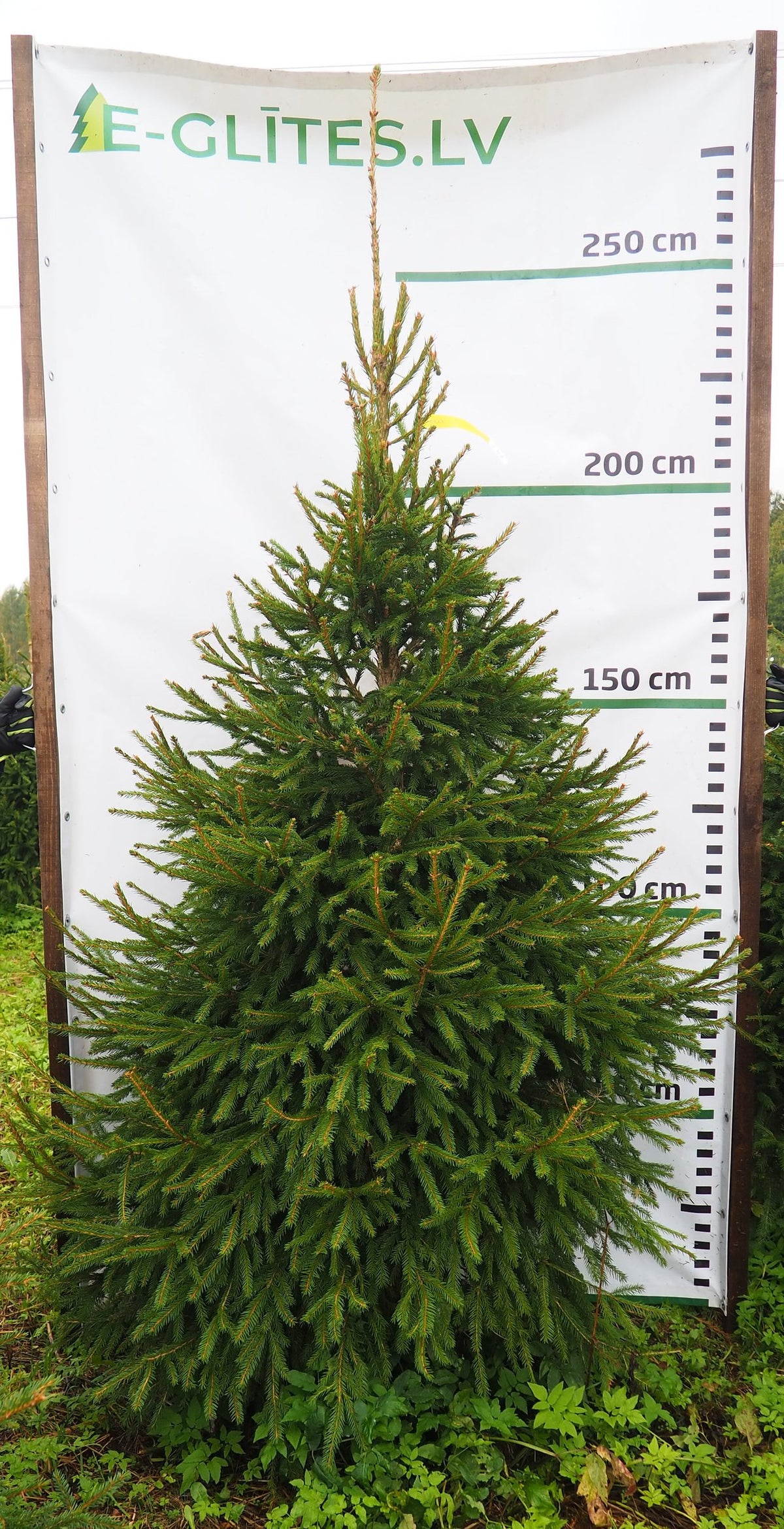 Egle 2K2, garums 2.50m