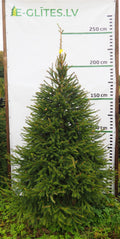 Egle 2K3, garums 2.25m