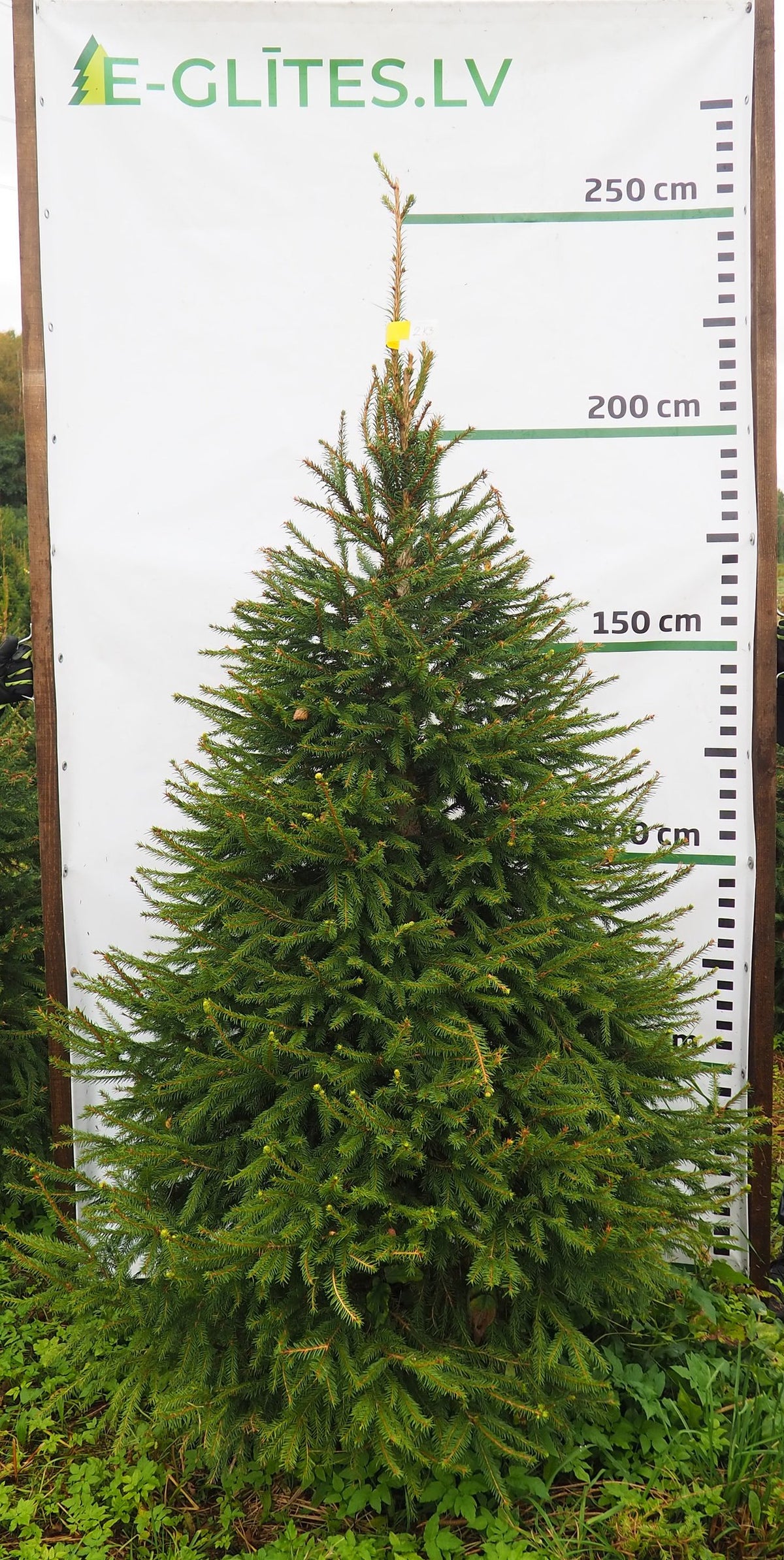 Egle 2K3, garums 2.25m