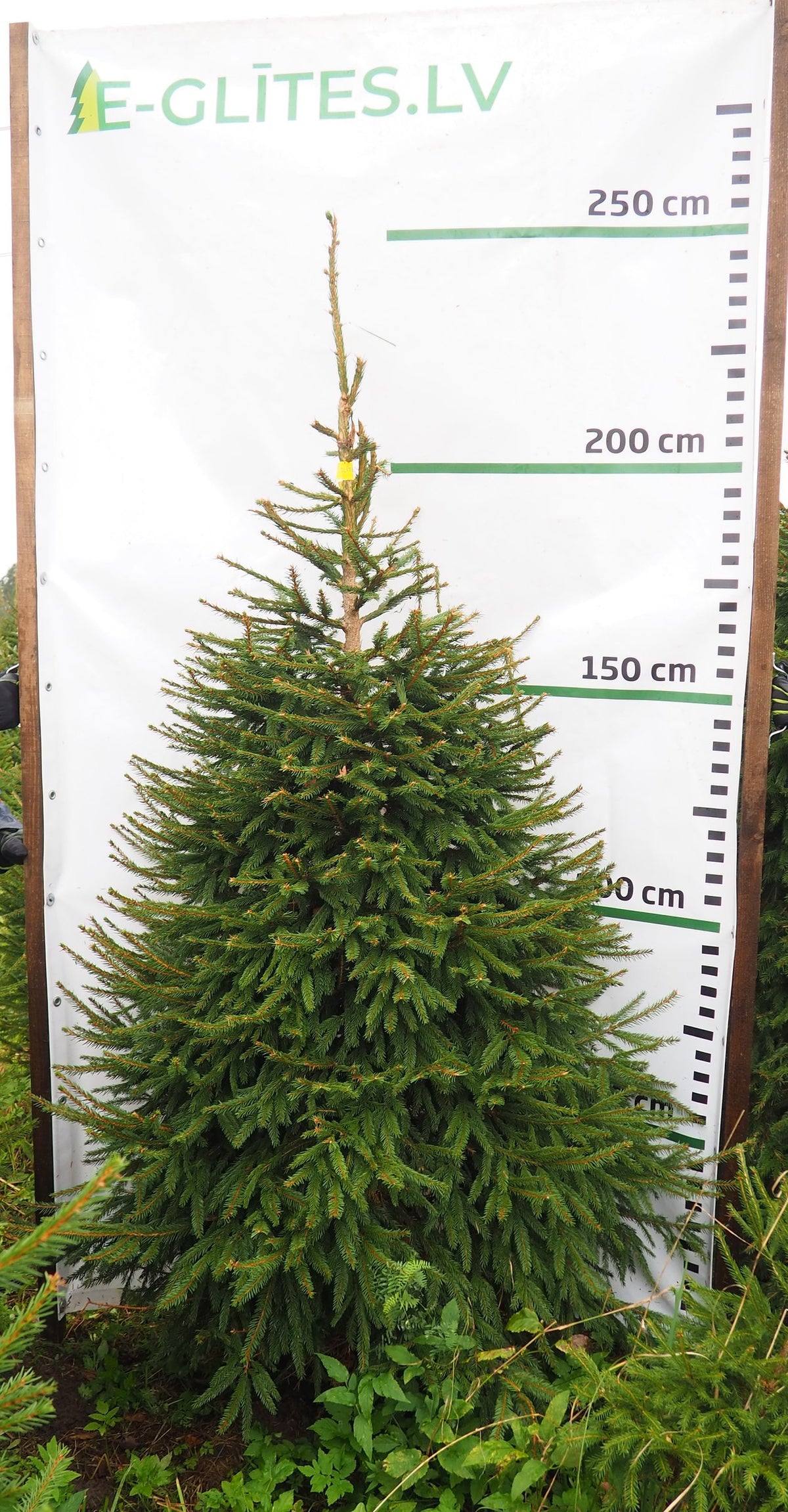Egle 2K5, garums 2.00m