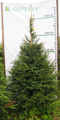Egle 2K6, garums 2.50m