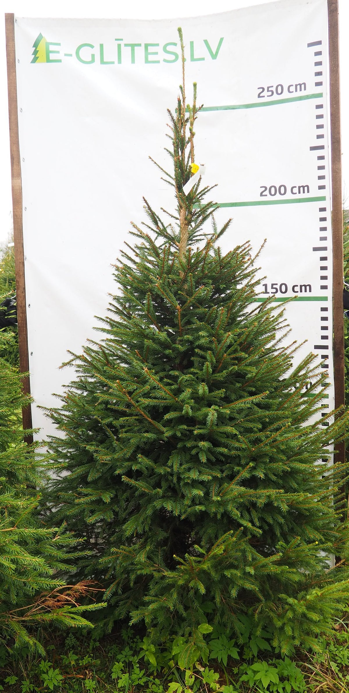 Egle 2K6, garums 2.50m