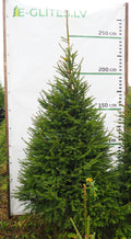 Egle 2L10, garums 2.50m