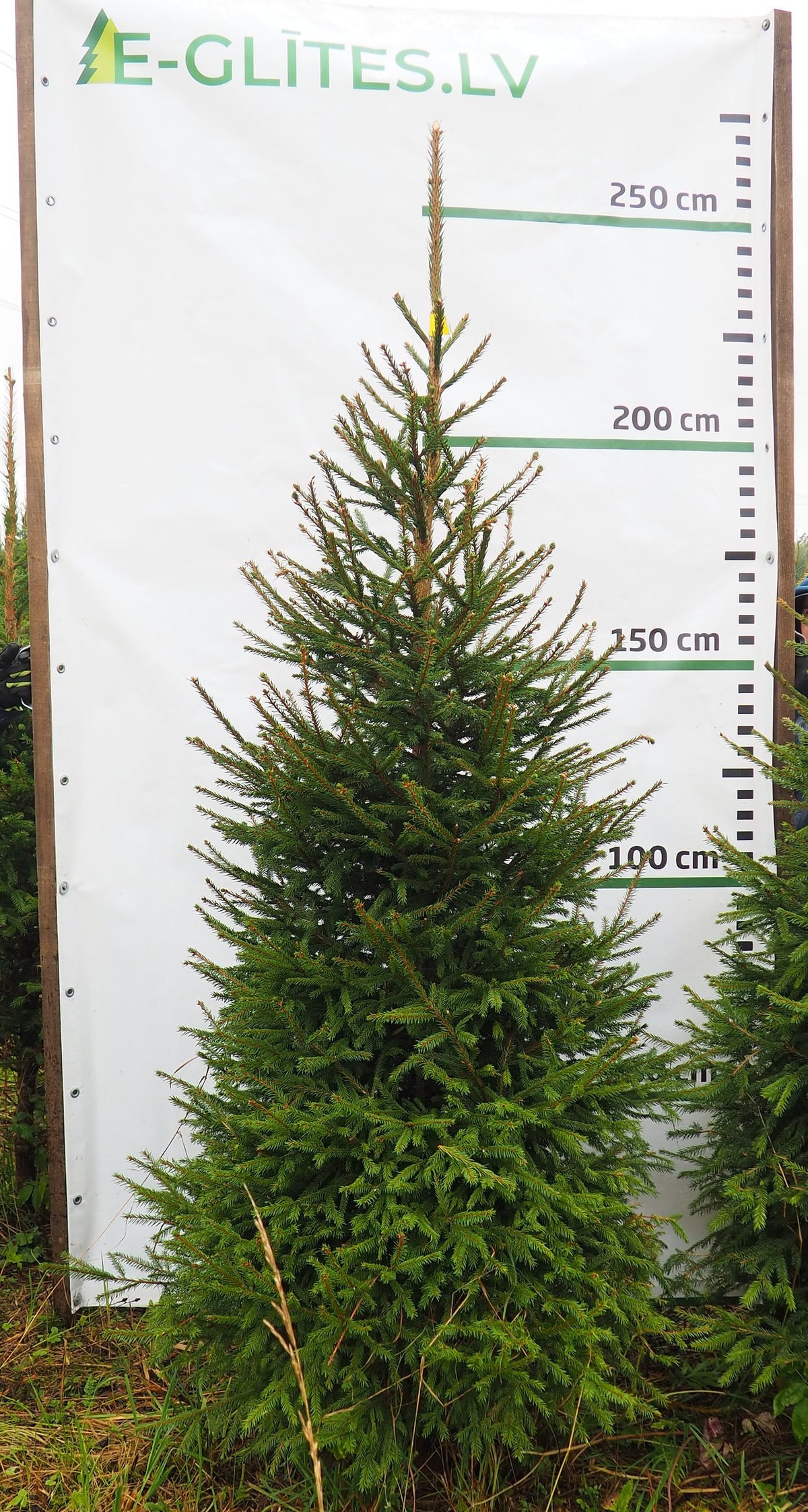 Egle 2L11, garums 2.25m