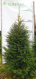 Egle 2L5, garums 2.25m