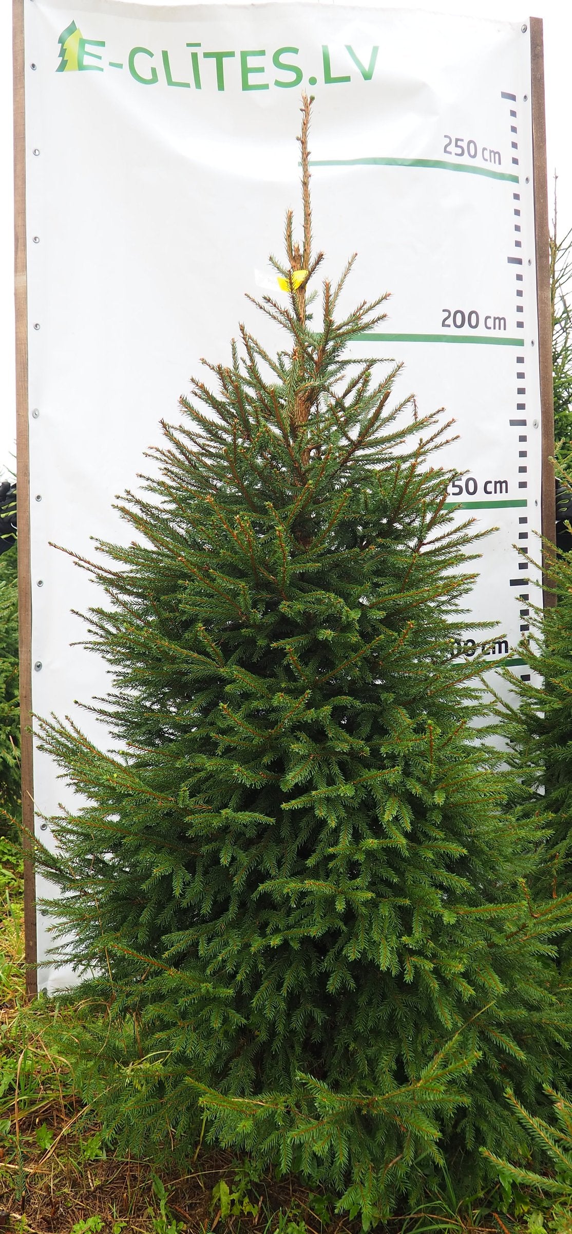 Egle 2L5, garums 2.25m