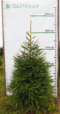 Egle 2L7, garums 2.25m