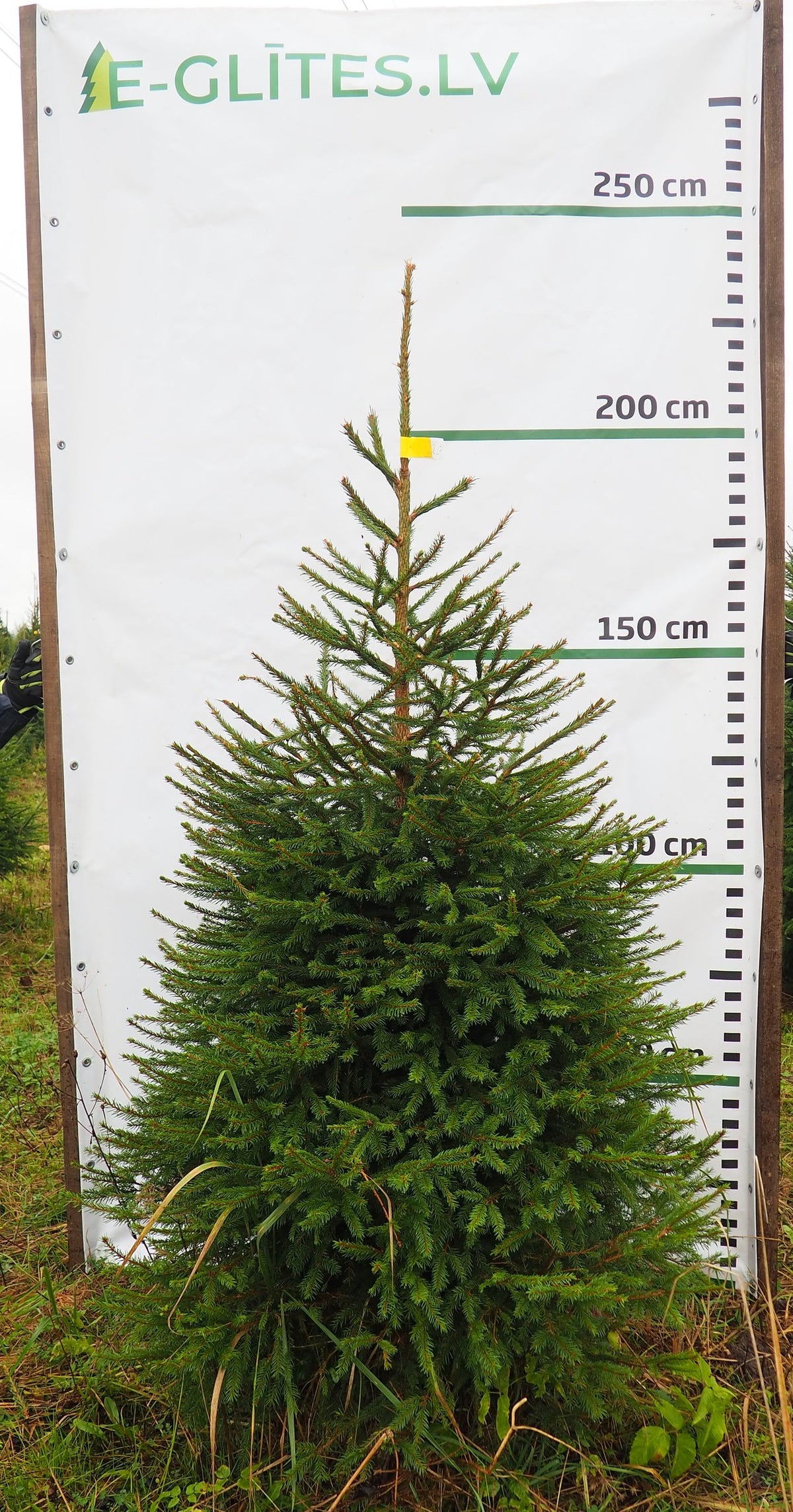 Egle 2L7, garums 2.25m