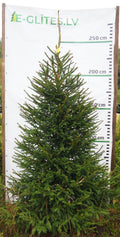 Egle 2L9, garums 2.50m