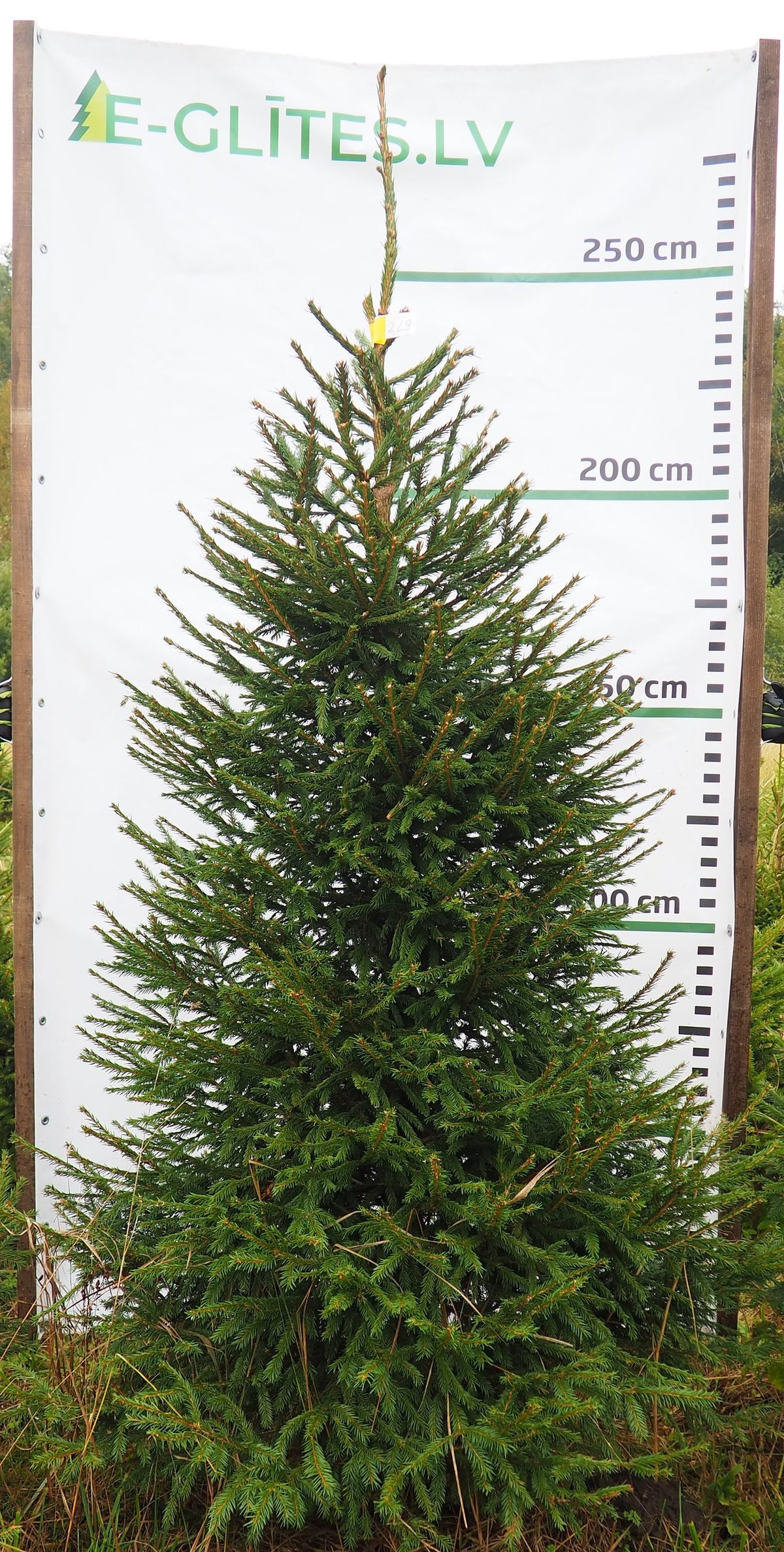 Egle 2L9, garums 2.50m