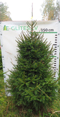 Egle 2T1, garums 2.00m