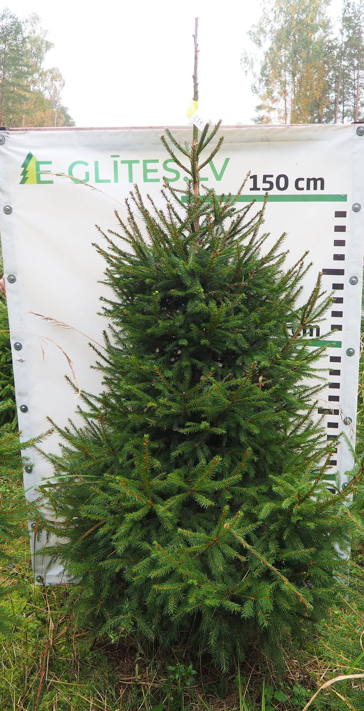 Egle 2T1, garums 2.00m