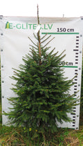 Egle 2T3, garums 1.75m