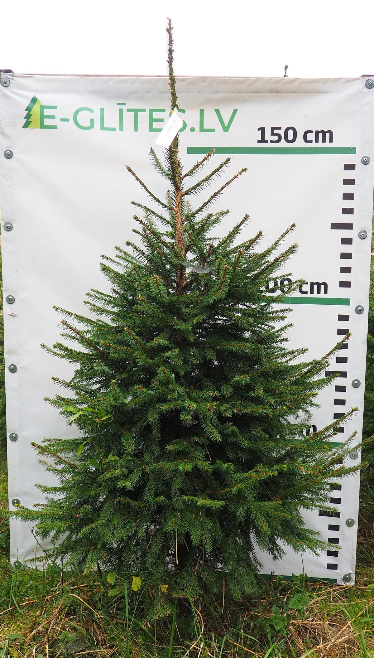 Egle 2T3, garums 1.75m