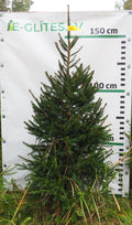 Egle 2T4, garums 1.50m