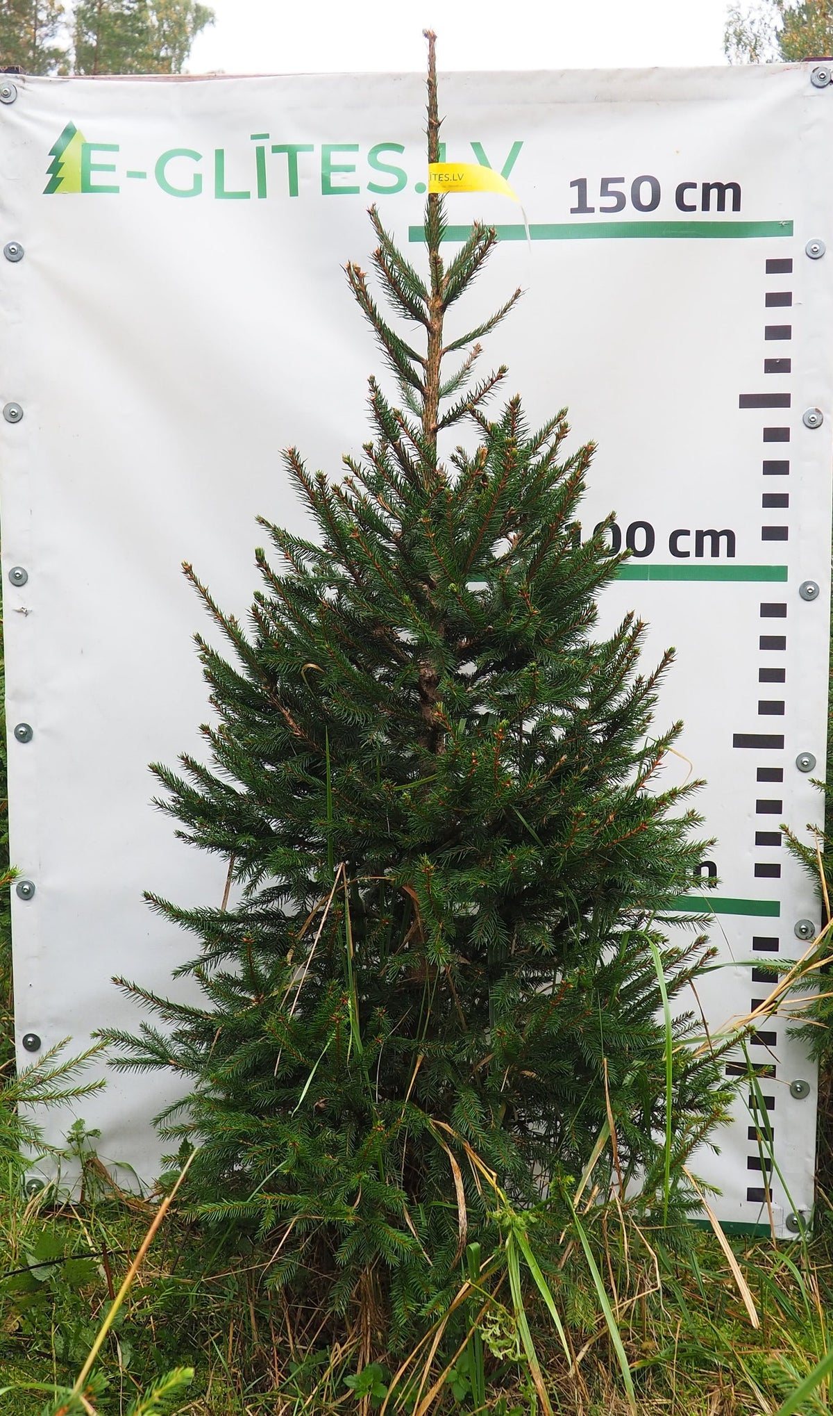 Egle 2T4, garums 1.50m