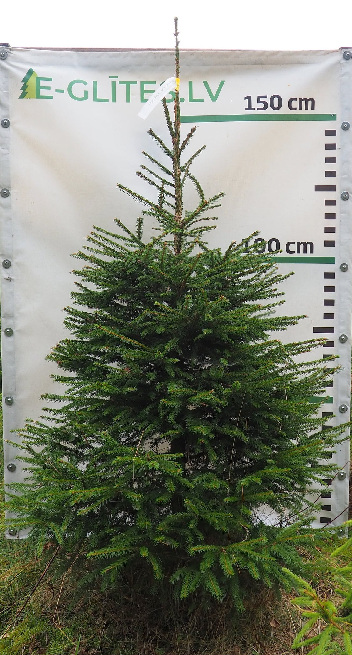 Egle 2T6, garums 1.75m