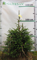 Egle 2T8, garums 1.25m