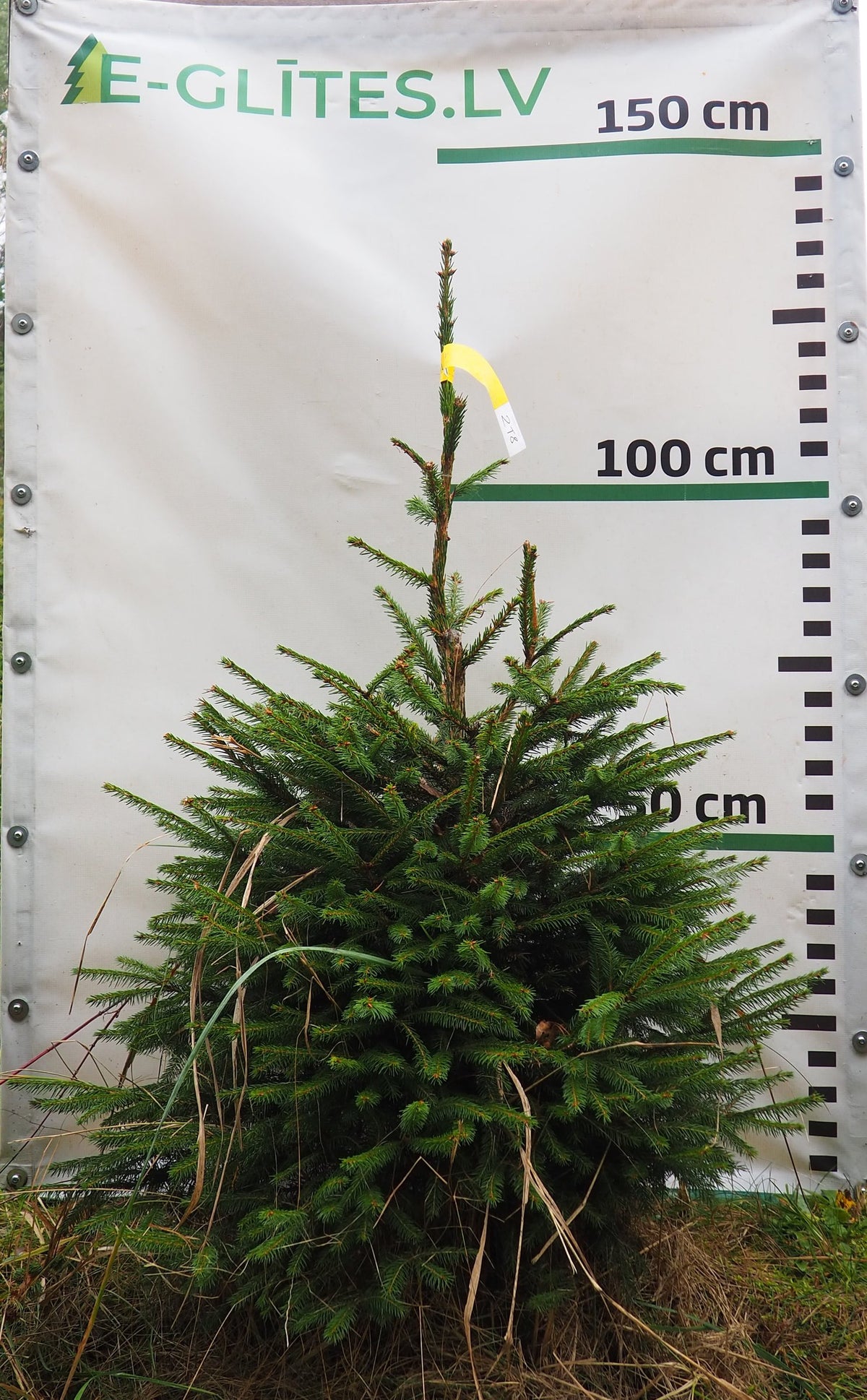 Egle 2T8, garums 1.25m