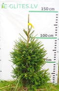 Egle 30T67