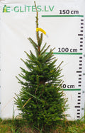 Egle 30T69