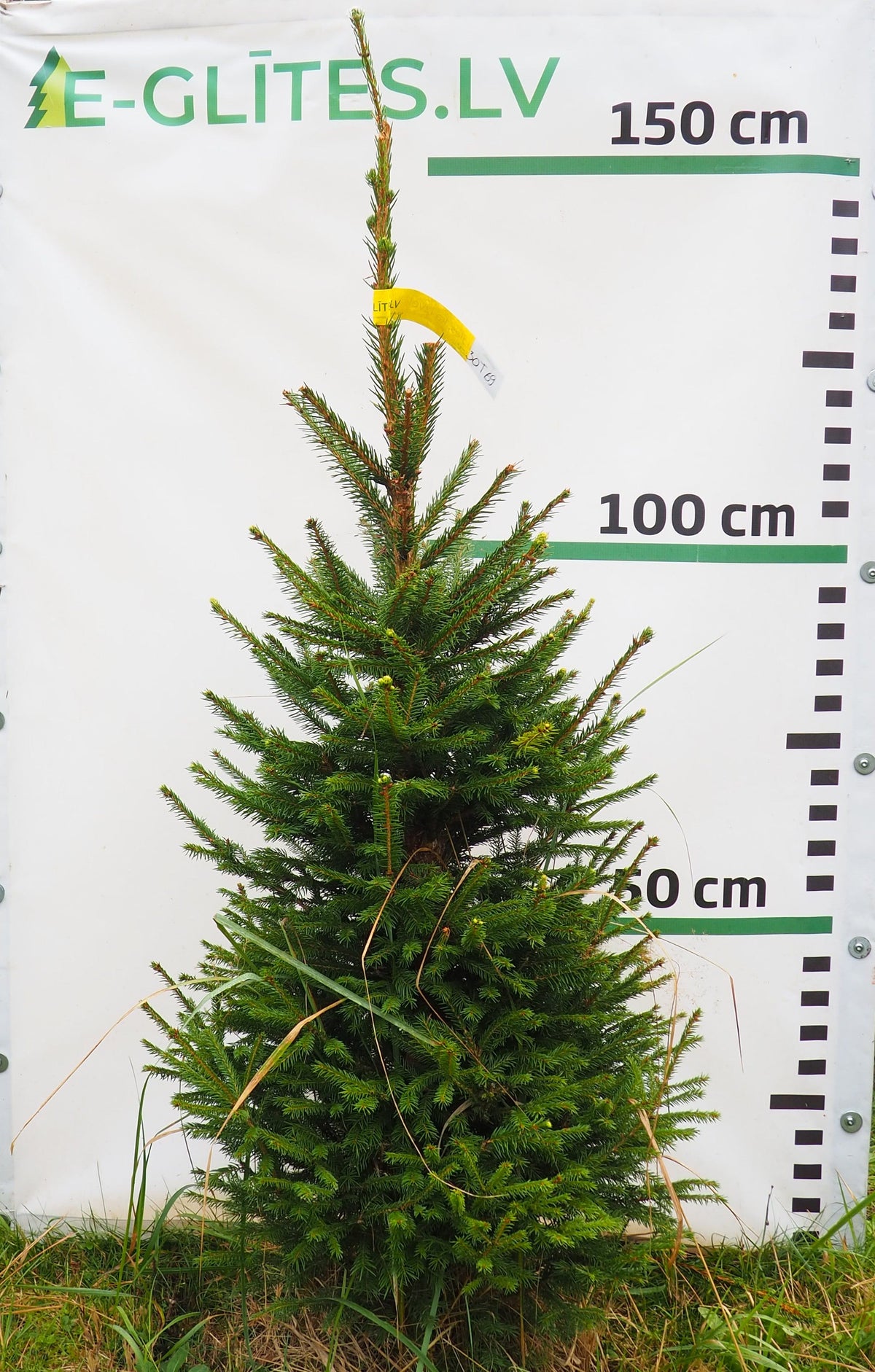 Egle 30T69