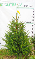 Egle 30T72