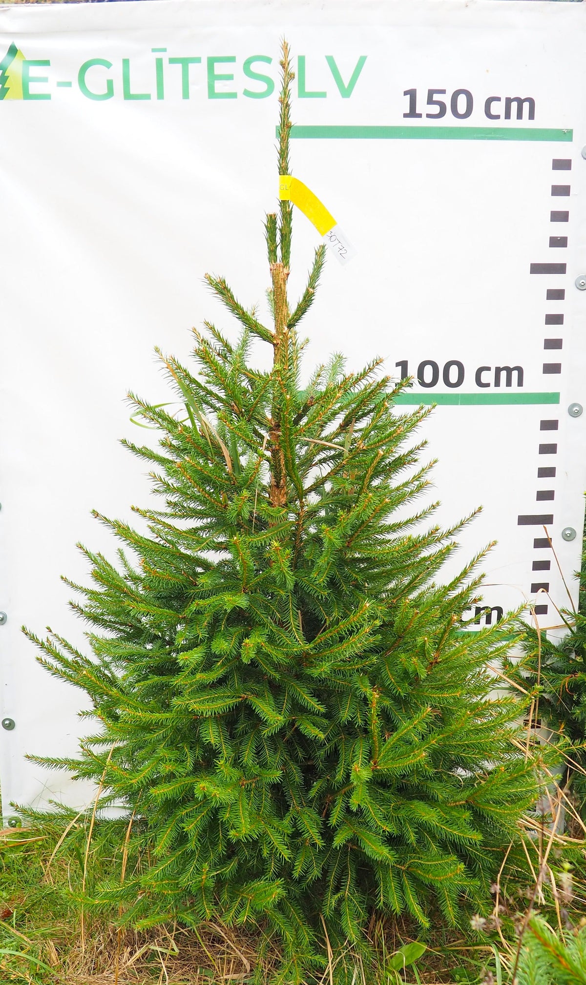 Egle 30T72
