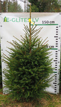 Egle 30T76, garums 1.75m