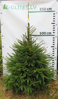 Egle 30T77, garums 1.50m