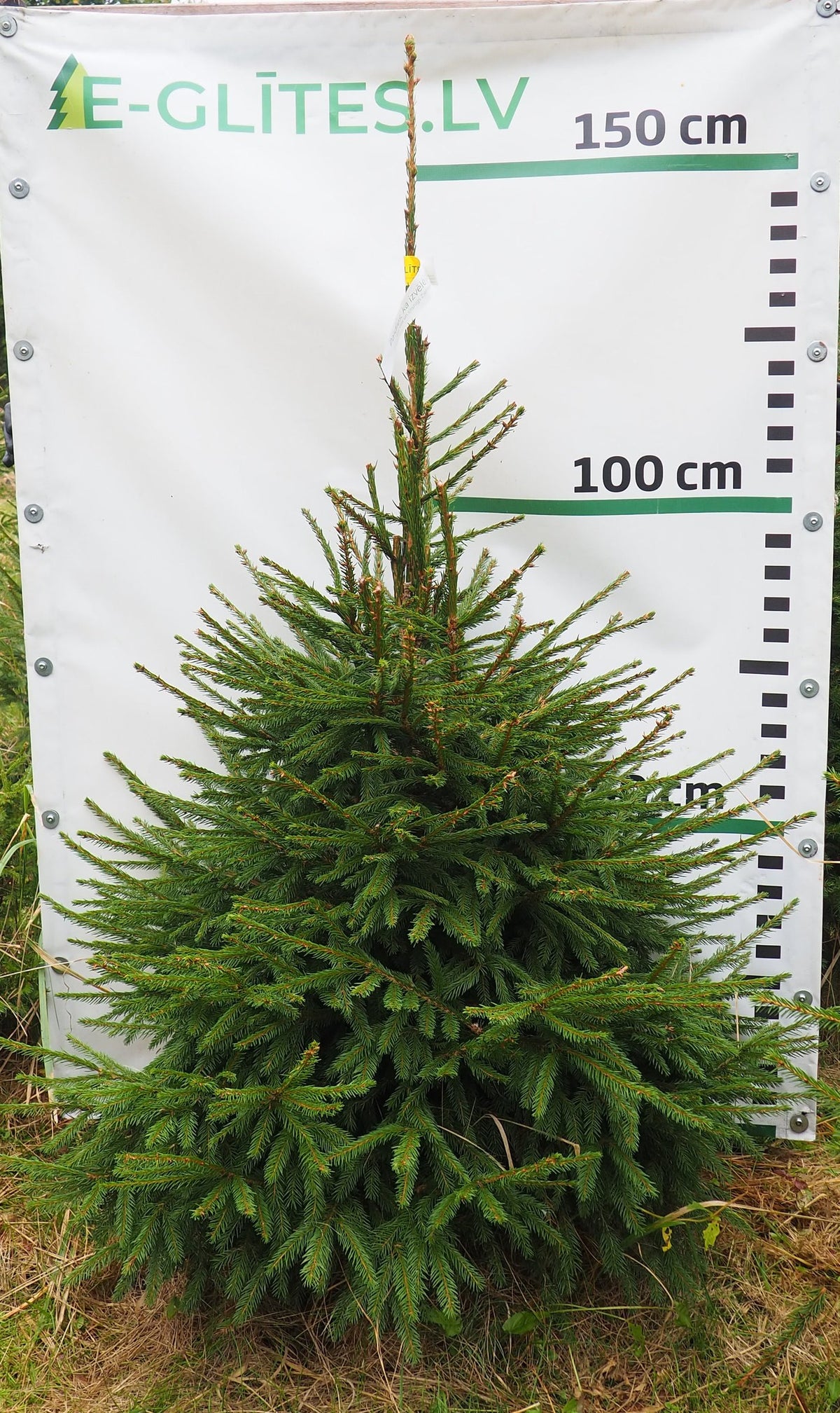 Egle 30T77, garums 1.50m