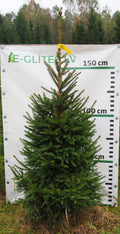 Egle 30T79, garums 2.00m