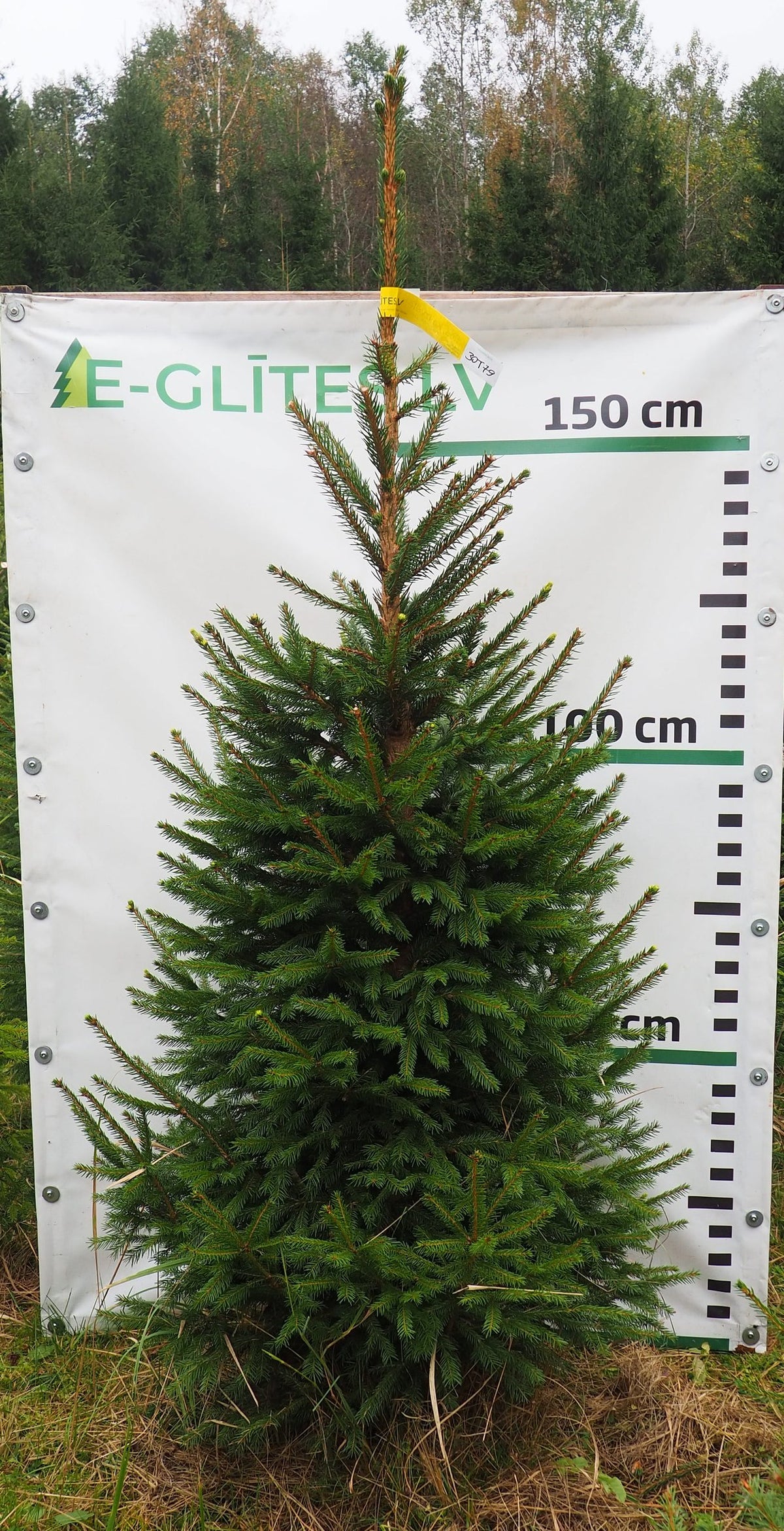 Egle 30T79, garums 2.00m