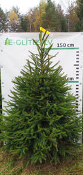 Egle 30T81, garums 2.00m